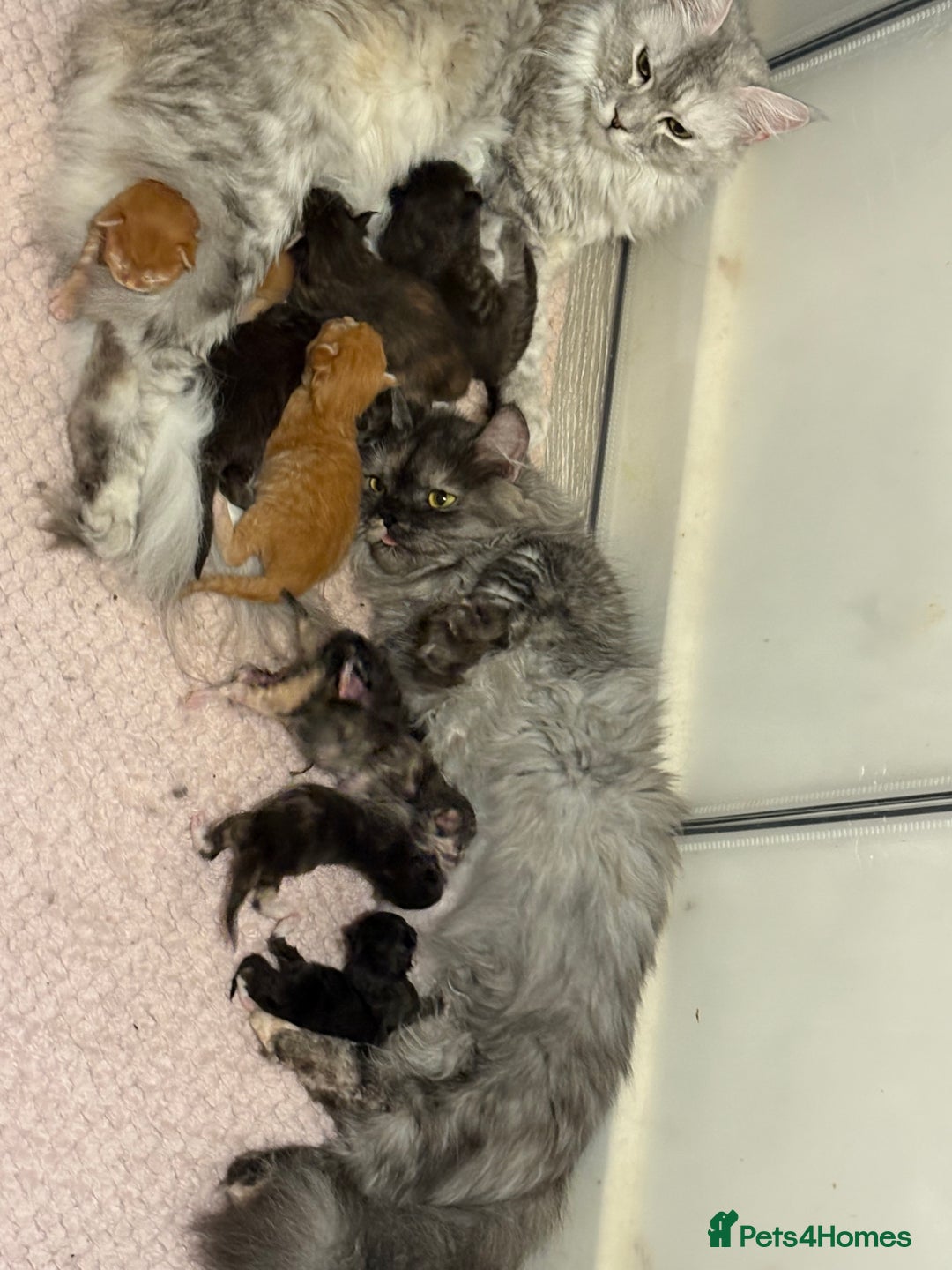 Munchkin cats for sale: Munchkin kittens  - Advert 2