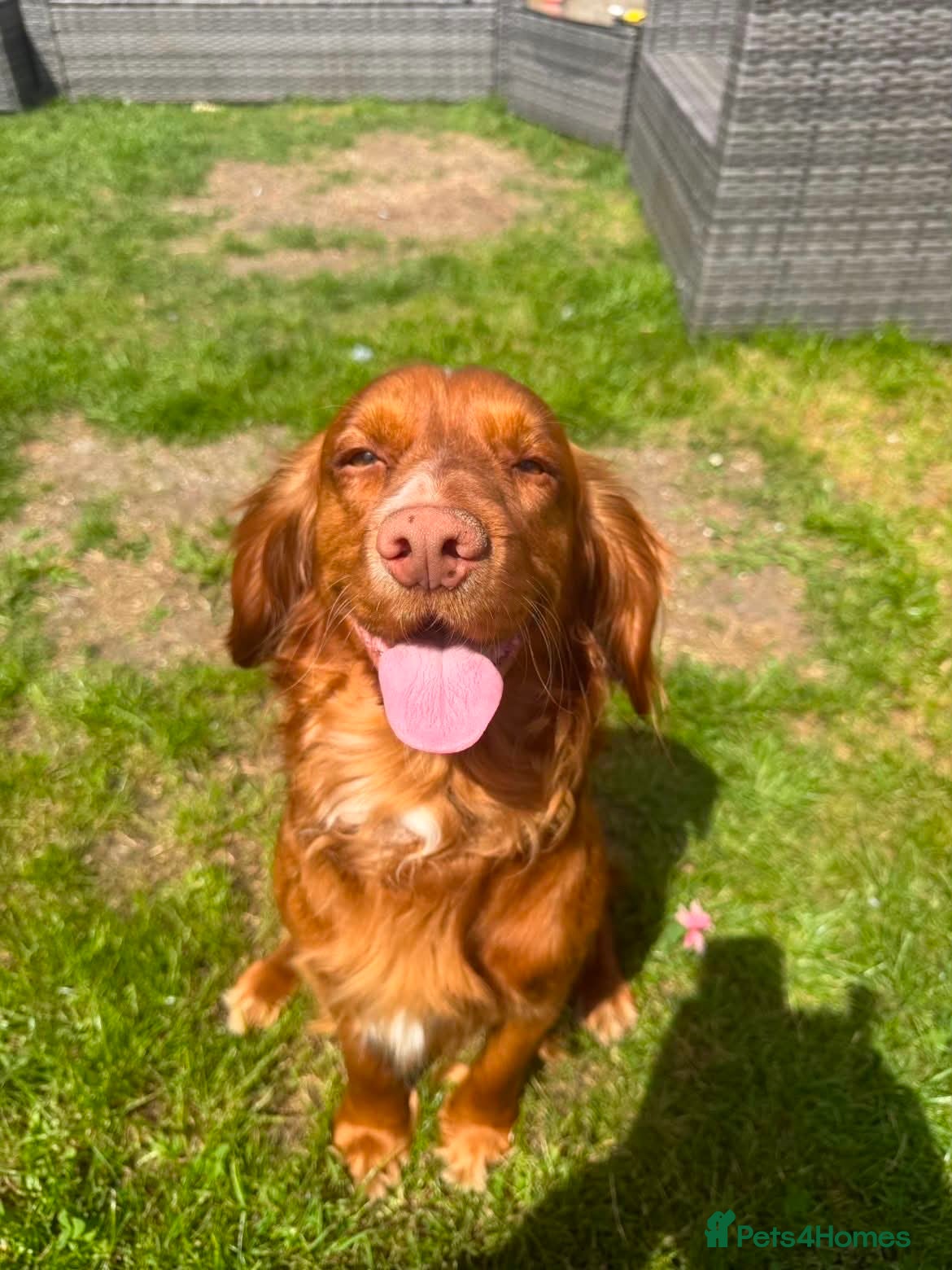 Cocker Spaniel dogs for sale: Cocker spaniel puppies  - Advert 12