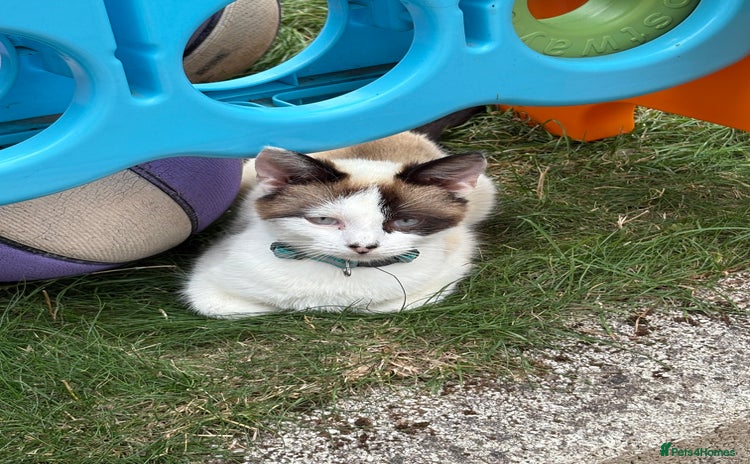 Snowshoe cats - Advert 1