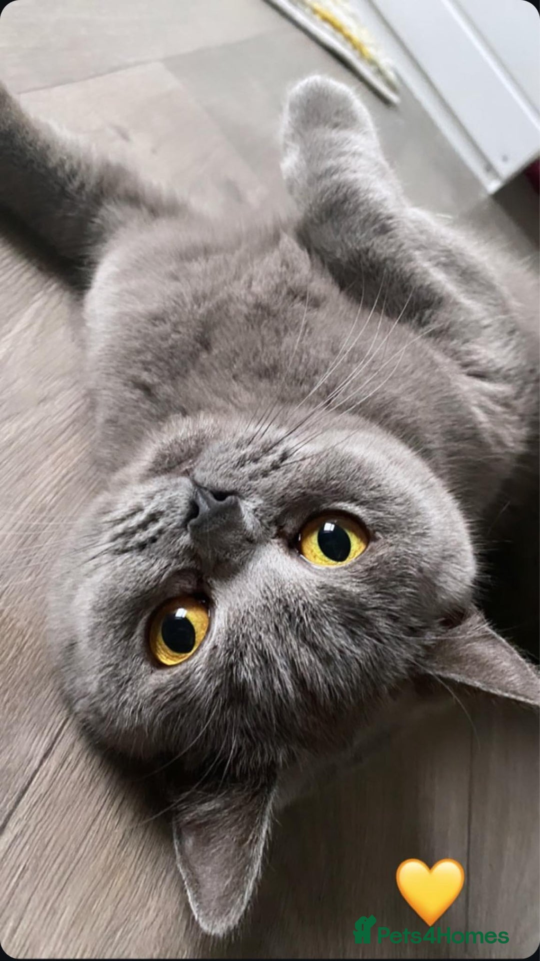 British Shorthair cats for sale: 2 beautiful boys ready now - Image 6