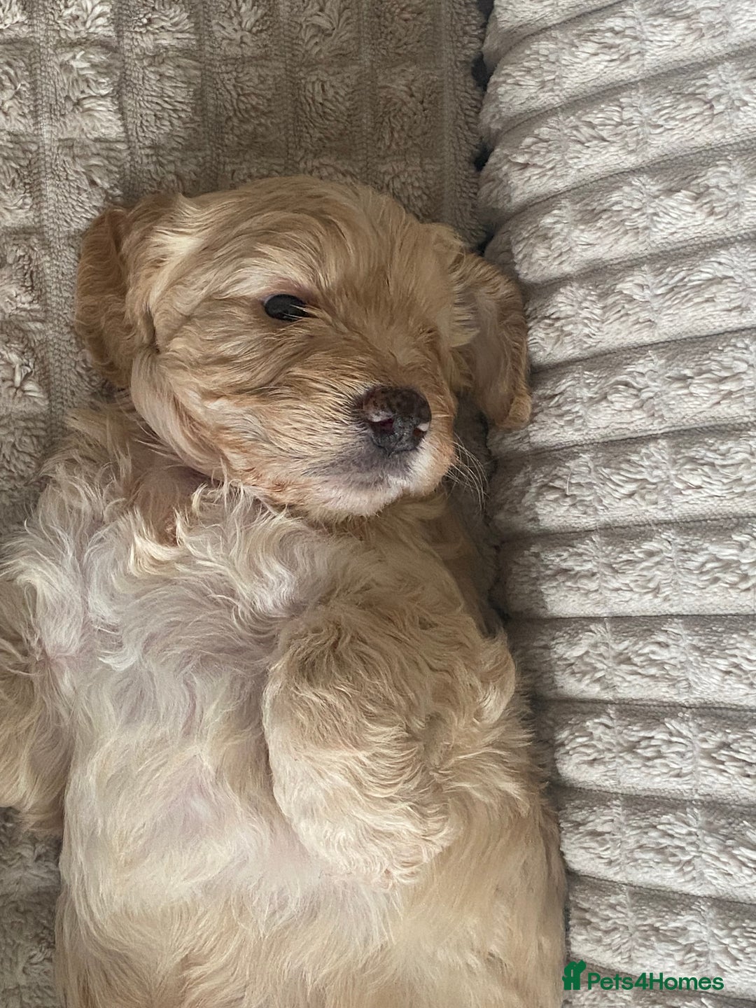 Cockapoo dogs for sale: Beautiful cockapoo puppies - Image 9