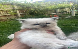 Ragdoll cats for sale: 2 Beautiful Pure Ragdoll Kittens - Image 3