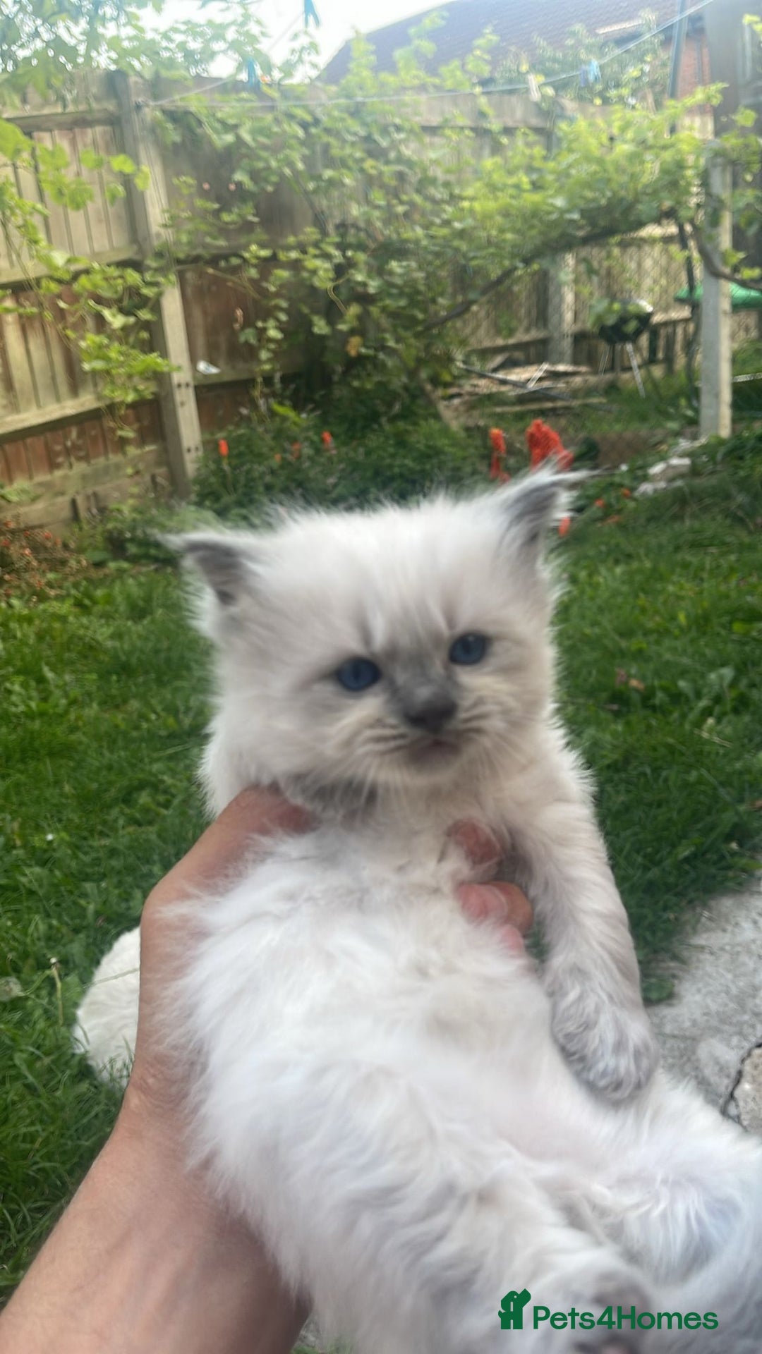 Ragdoll cats for sale: 2 Beautiful Pure Ragdoll Kittens - Image 3
