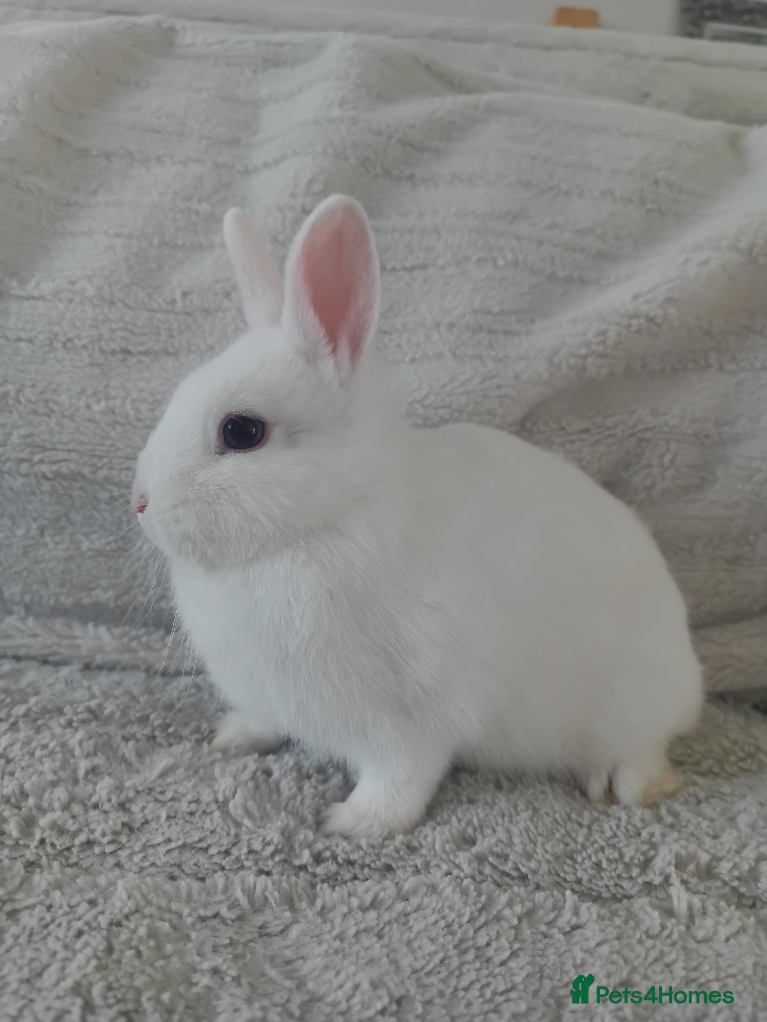 Netherland Dwarf rabbits Netherland Dwarf BEW Doe Rabbit - Advert 16