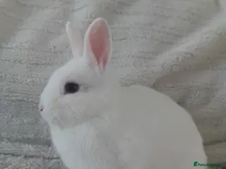 Netherland Dwarf rabbits Netherland Dwarf BEW Doe Rabbit - Advert 16