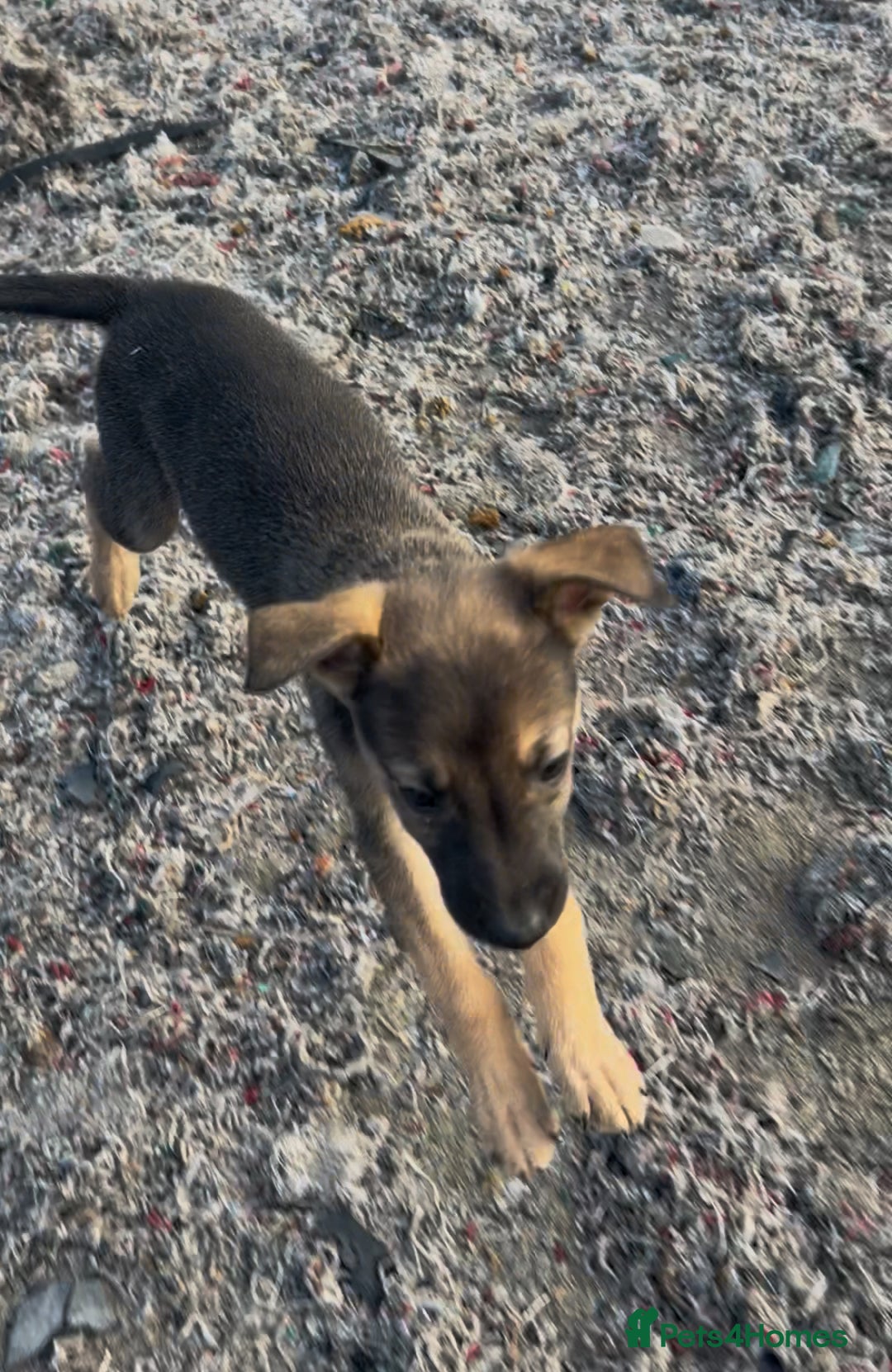 Mixed Breed dogs for sale: Bedlington/whippet Lurcher puppies - Image 12