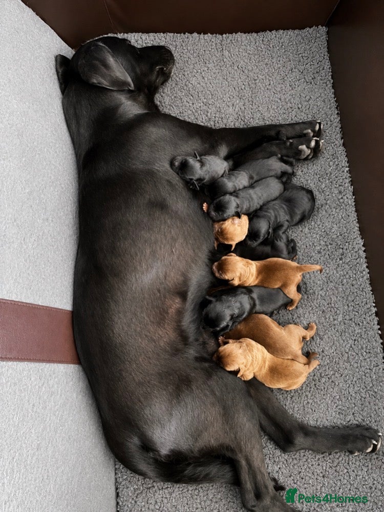 Labrador Retriever dogs Beautiful Labrador Puppies - Advert 1