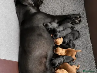 Labrador Retriever dogs Beautiful Labrador Puppies - Advert 1