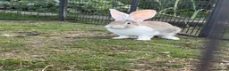 Continental Giant rabbits for sale: Continental giant babies available  - Advert 3
