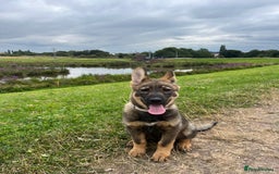 German Shepherd dogs for sale: German Shepard pup looking for forever home  - Image 3