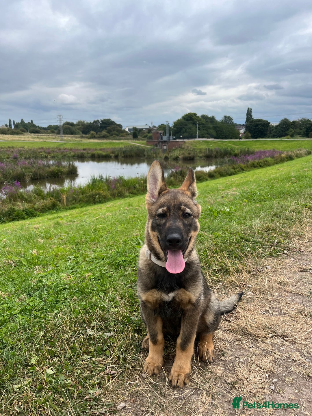 German Shepherd dogs for sale: German Shepard pup looking for forever home  - Image 3