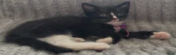 British Shorthair cats for sale: Black & white boy and girl kittens  - Advert 6