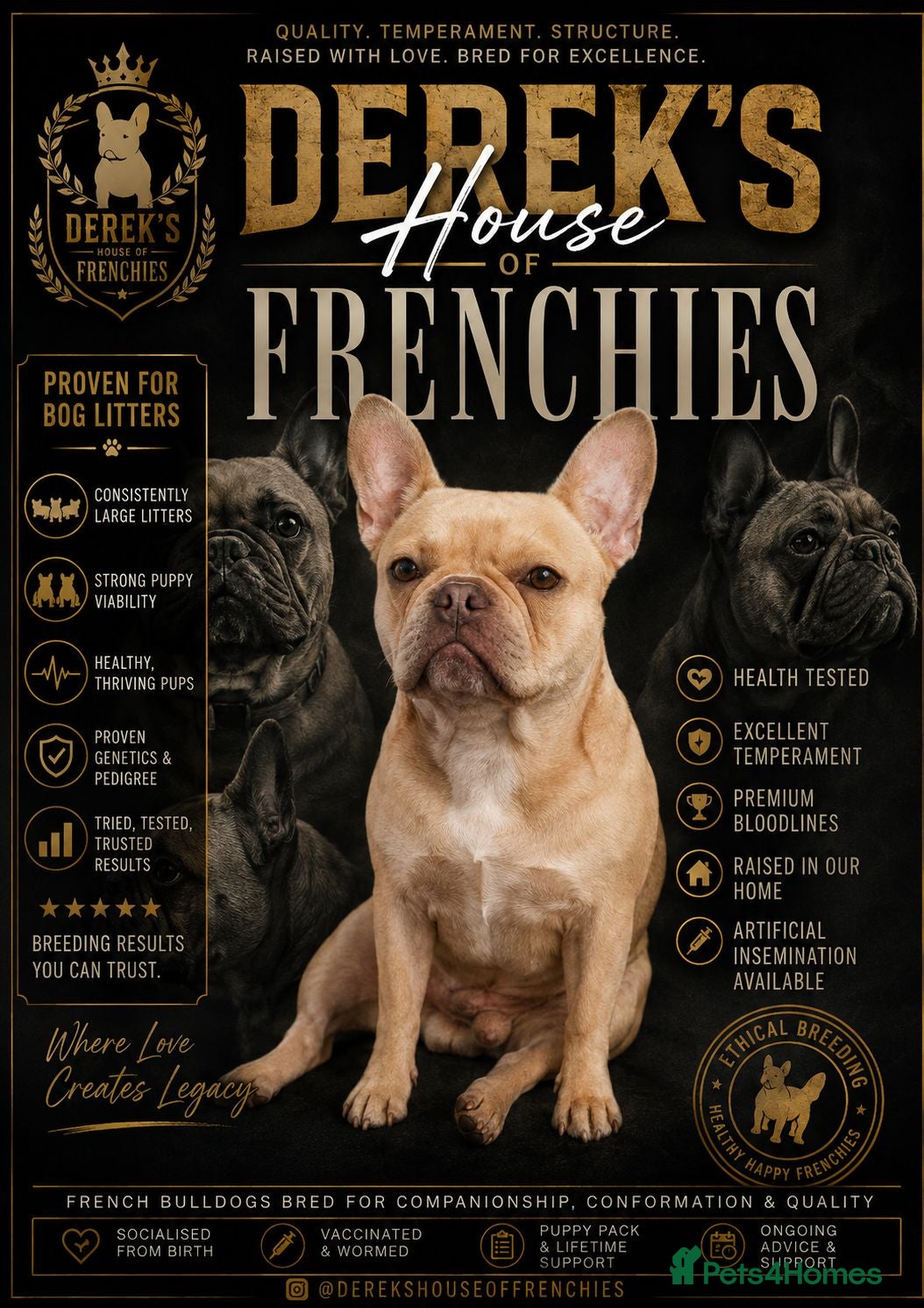 French Bulldog dogs Stunning Blue French Bulldog Puppies - Advert 2