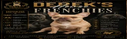 French Bulldog dogs for sale: Stunning Blue French Bulldog Puppies - Advert 2
