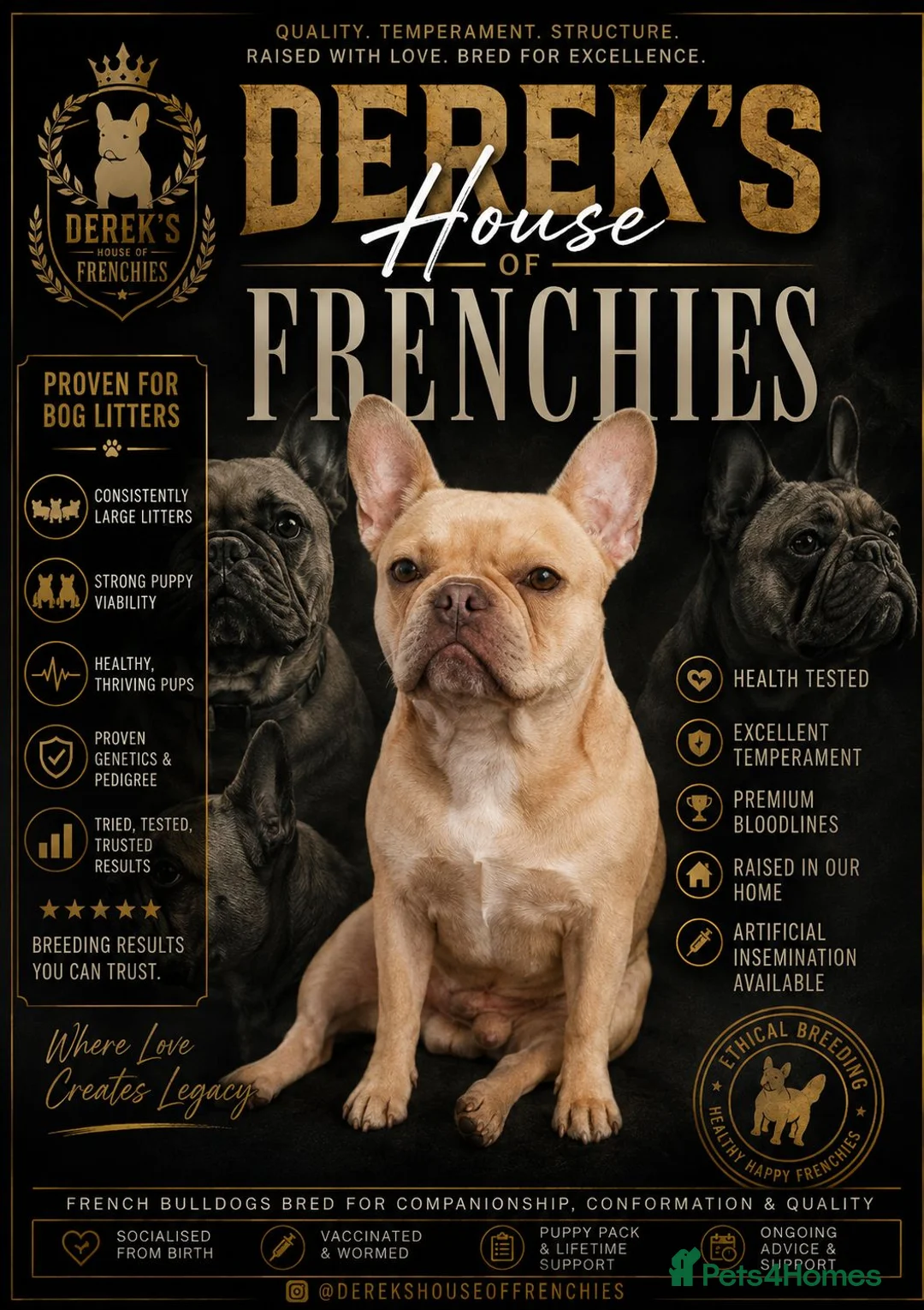 French Bulldog dogs for sale: Stunning Blue French Bulldog Puppies - Advert 2