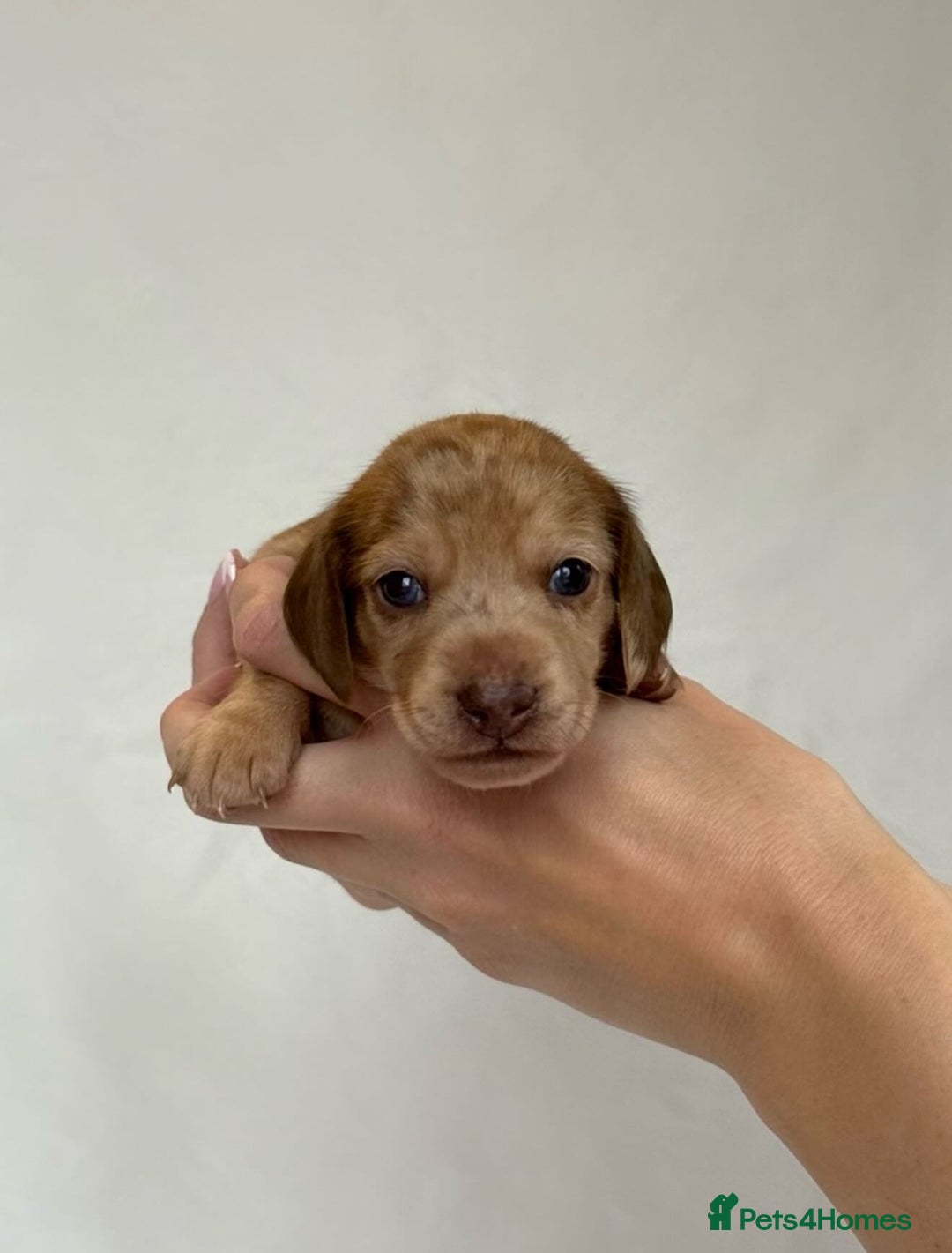 Miniature Dachshund dogs for sale: Miniature Dachshunds Puppies PRA Clear, KC Reg - Image 8