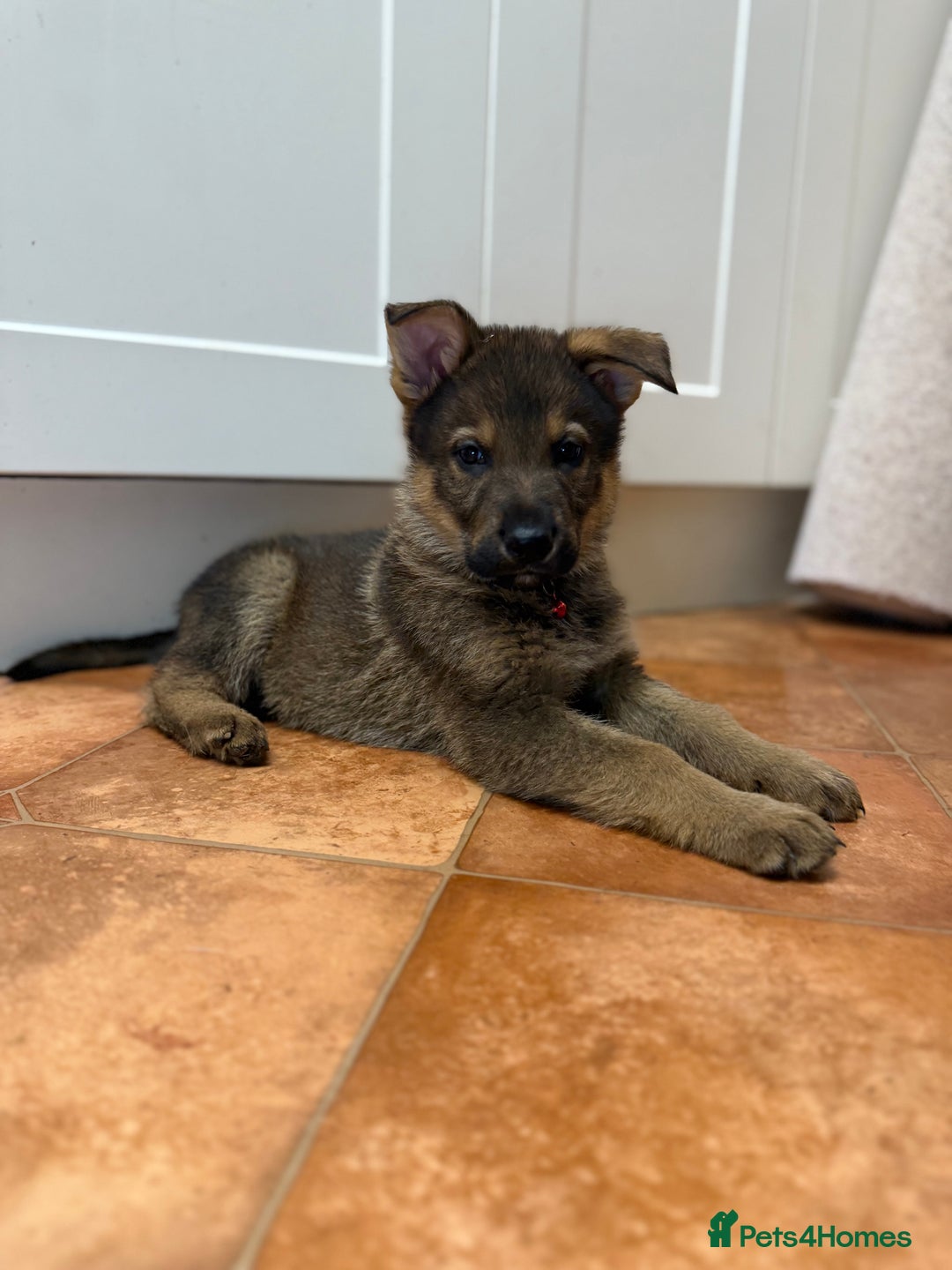 German Shepherd dogs for sale: KC Registered & Bred From Health Tested Parents  - Advert 2