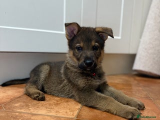 German Shepherd dogs KC Registered & Bred From Health Tested Parents - Advert 1