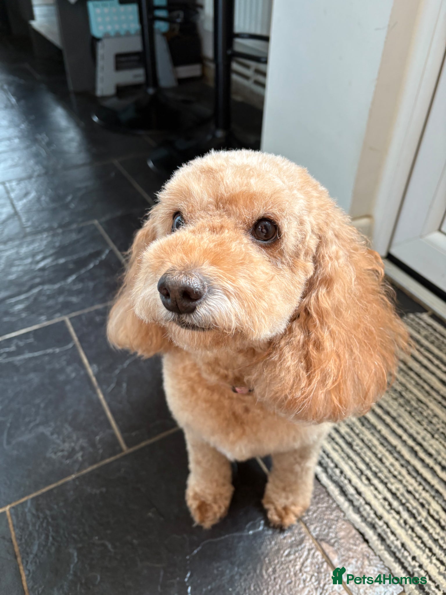 Cockapoo dogs Baylee - Advert 11