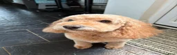 Cockapoo dogs for sale: Baylee in Bristol - Advert 1