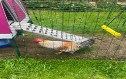 Chickens poultry for sale: Sapphire Sunset Cockerel  - Image 2