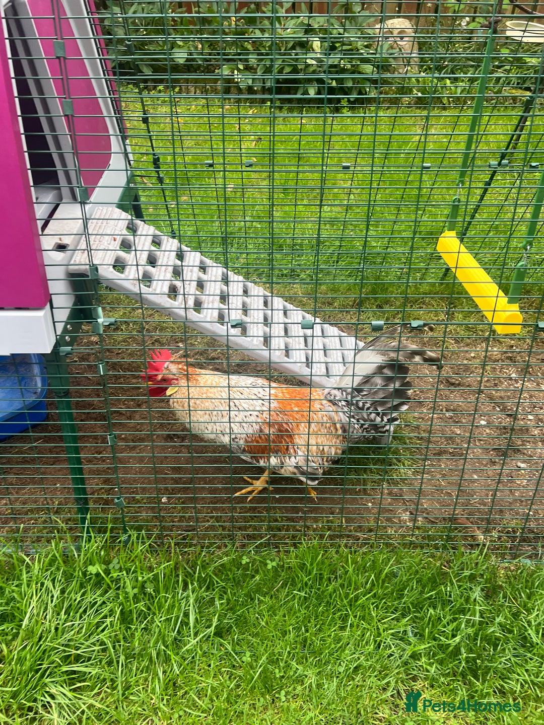 Chickens poultry for sale: Sapphire Sunset Cockerel  - Image 2