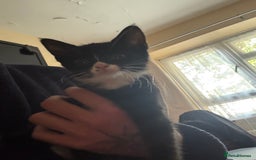 Mixed Breed cats for sale: 3 amazing kittens  - Image 7