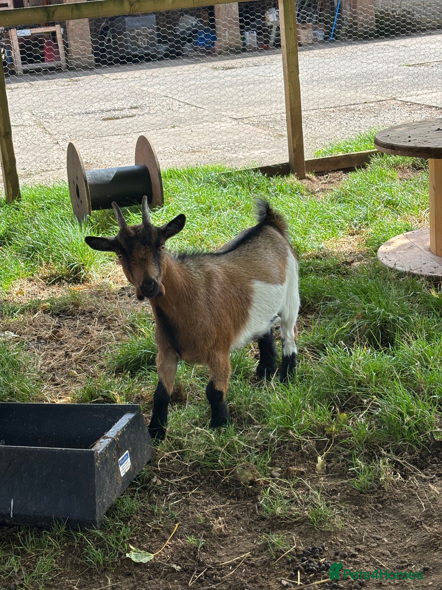 Goats livestock 1 Female Pygmy Goat - Advert 1