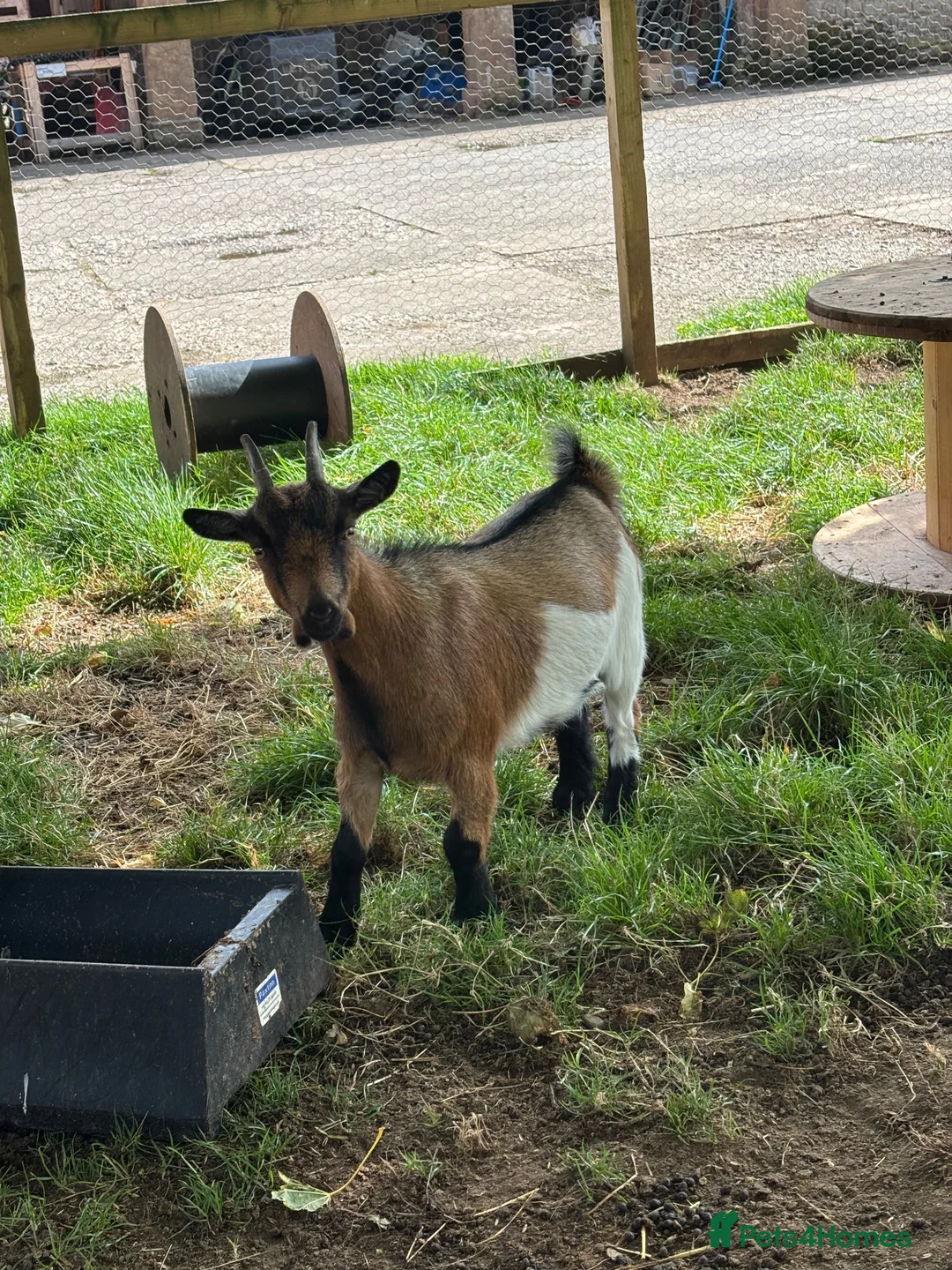 Goats livestock for sale: 1 Female Pygmy Goat - Advert 1