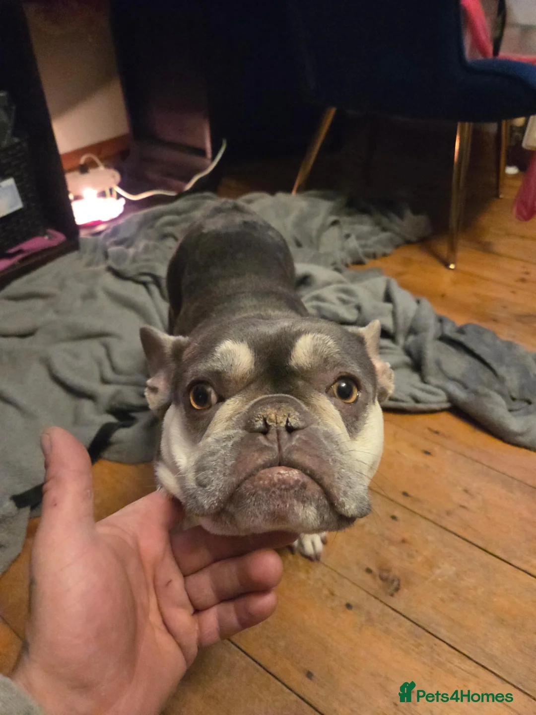 French Bulldog dogs for sale: French bulldog name vida in Huddersfield - Advert 4