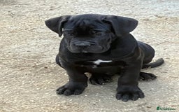 Cane Corso dogs for sale: Just one boy remaining  - Image 11