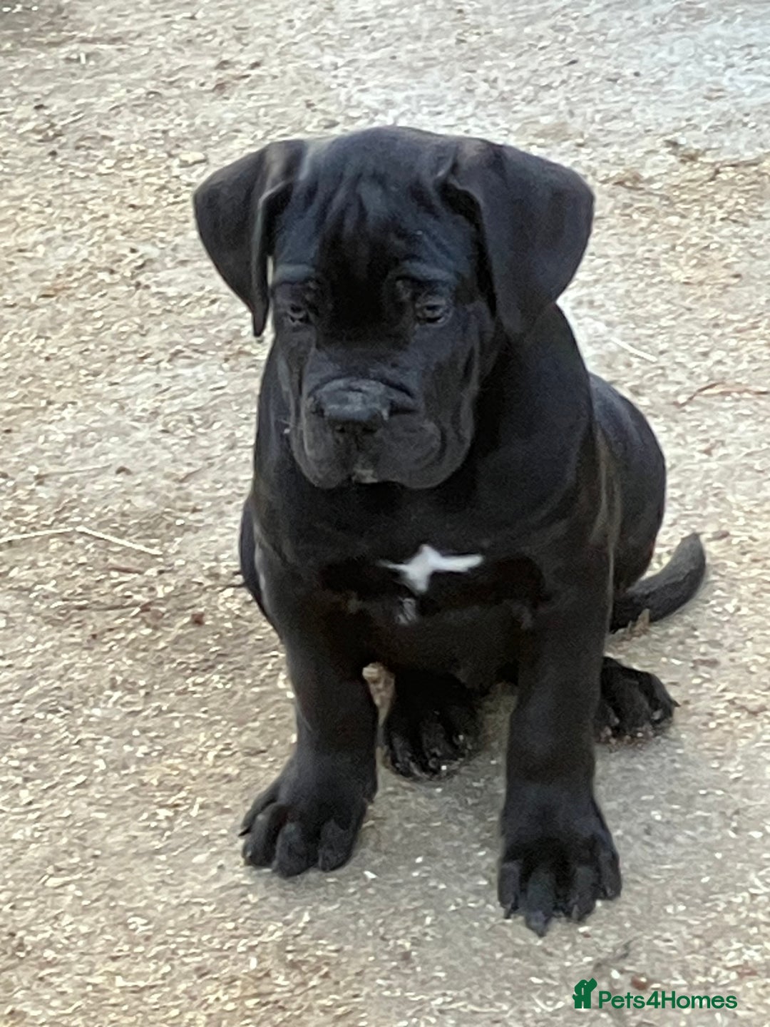 Cane Corso dogs for sale: Just one boy remaining  - Image 11