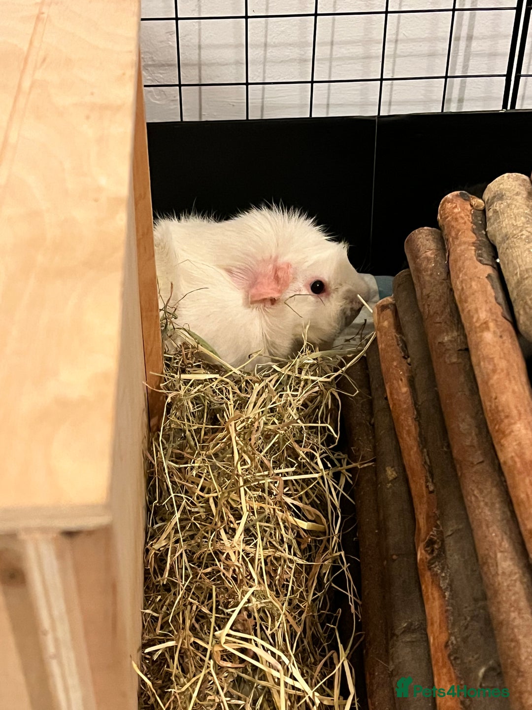 Guinea Pig rodents for sale: Amos and Arthur - Image 3