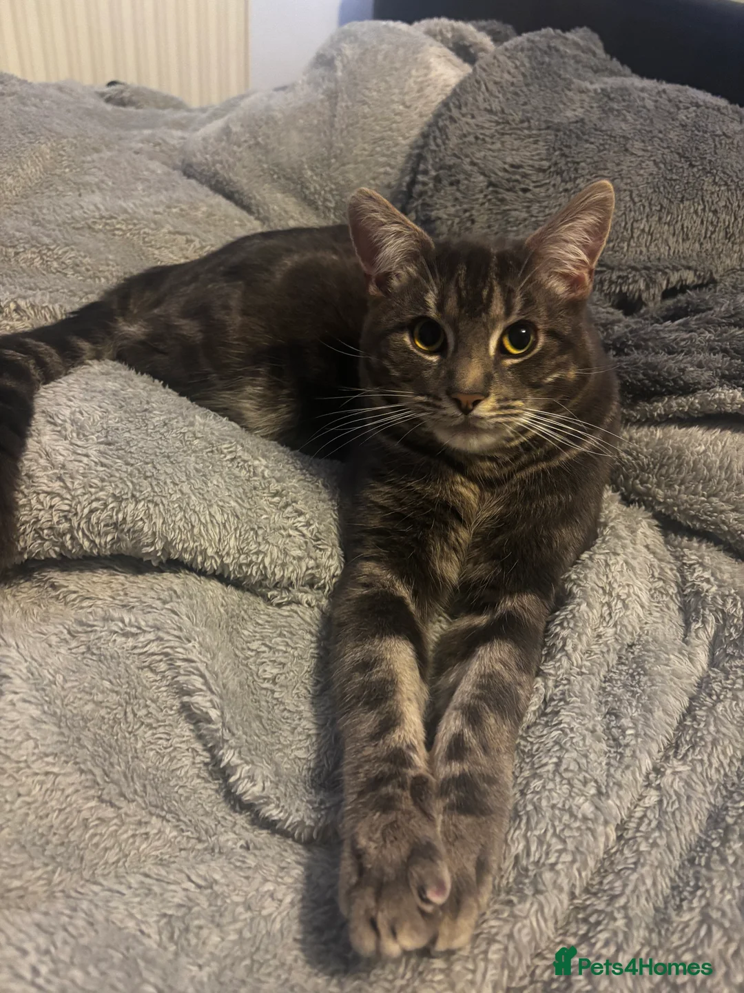 Mixed Breed cats for sale: Grey male Ray - Advert 2