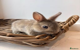Netherland Dwarf rabbits for sale: 3x boy baby bunnies for sale  - Image 1
