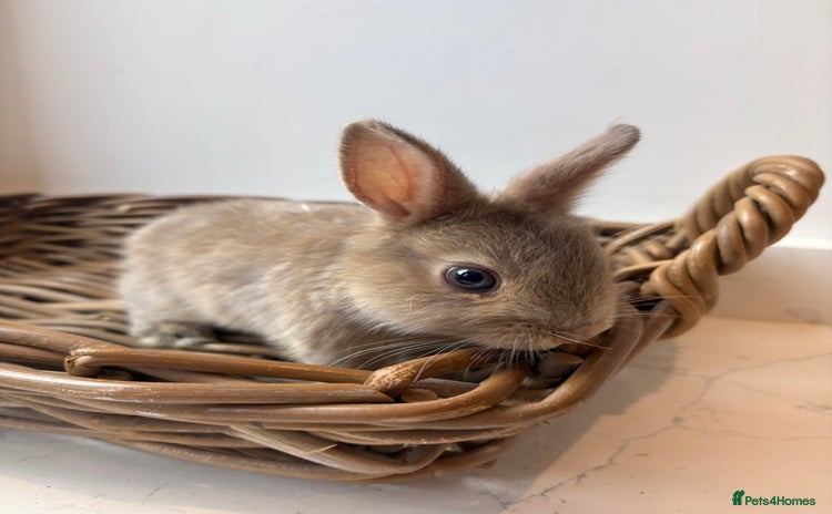 Netherland Dwarf rabbits - Advert 2
