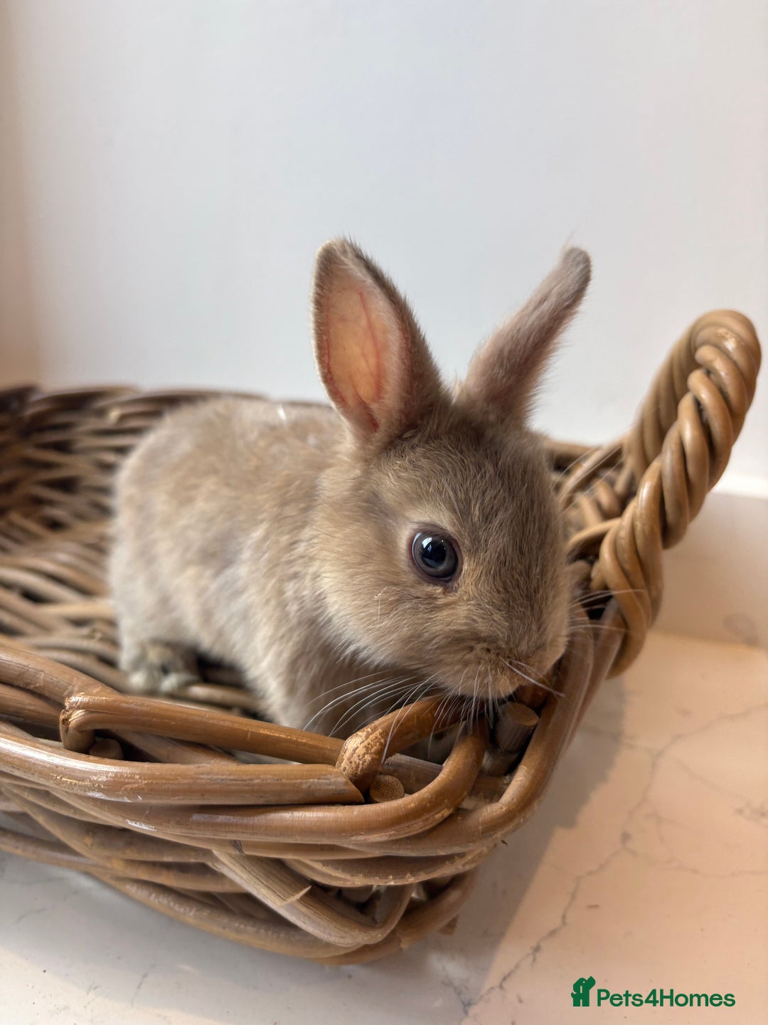 Netherland Dwarf rabbits for sale: 3x boy baby bunnies for sale  - Image 1