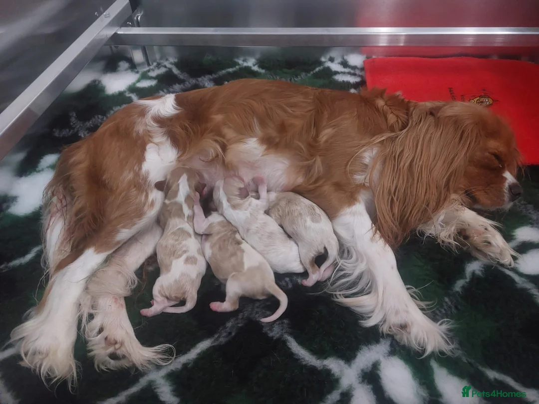 Cavalier King Charles Spaniel dogs for stud: Jasper the Cavalier King Charles Spaniel for stud! - Advert 2