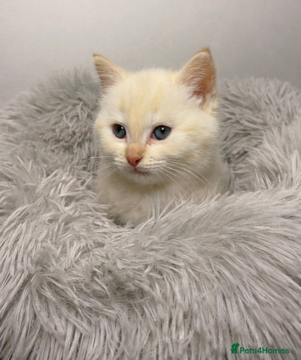 Siamese cats for sale: Fluffy flame point Siamese kitten - Advert 1