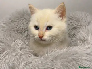 Siamese cats Fluffy flame point Siamese kitten - Advert 2