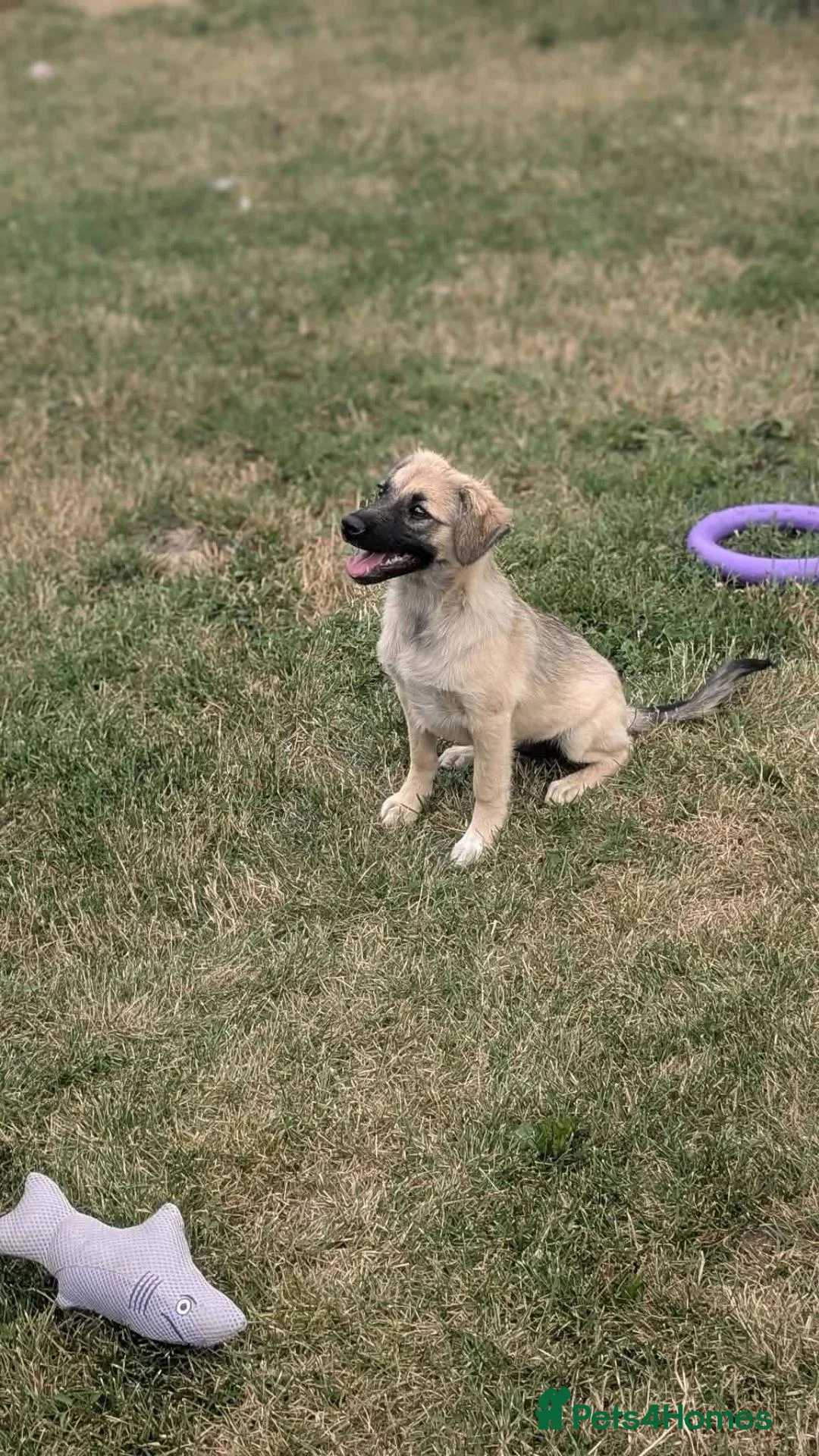 Mixed Breed dogs for adoption: Gaia for adoption!  in Leigh-on-Sea - Advert 19