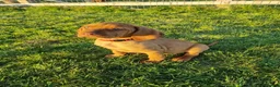 Hungarian Vizsla dogs for sale: Beautiful KC Registered Hungarian Vizsla Puppies  - Advert 4
