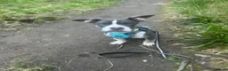 Mixed Breed dogs for sale: Blaze  - Advert 3