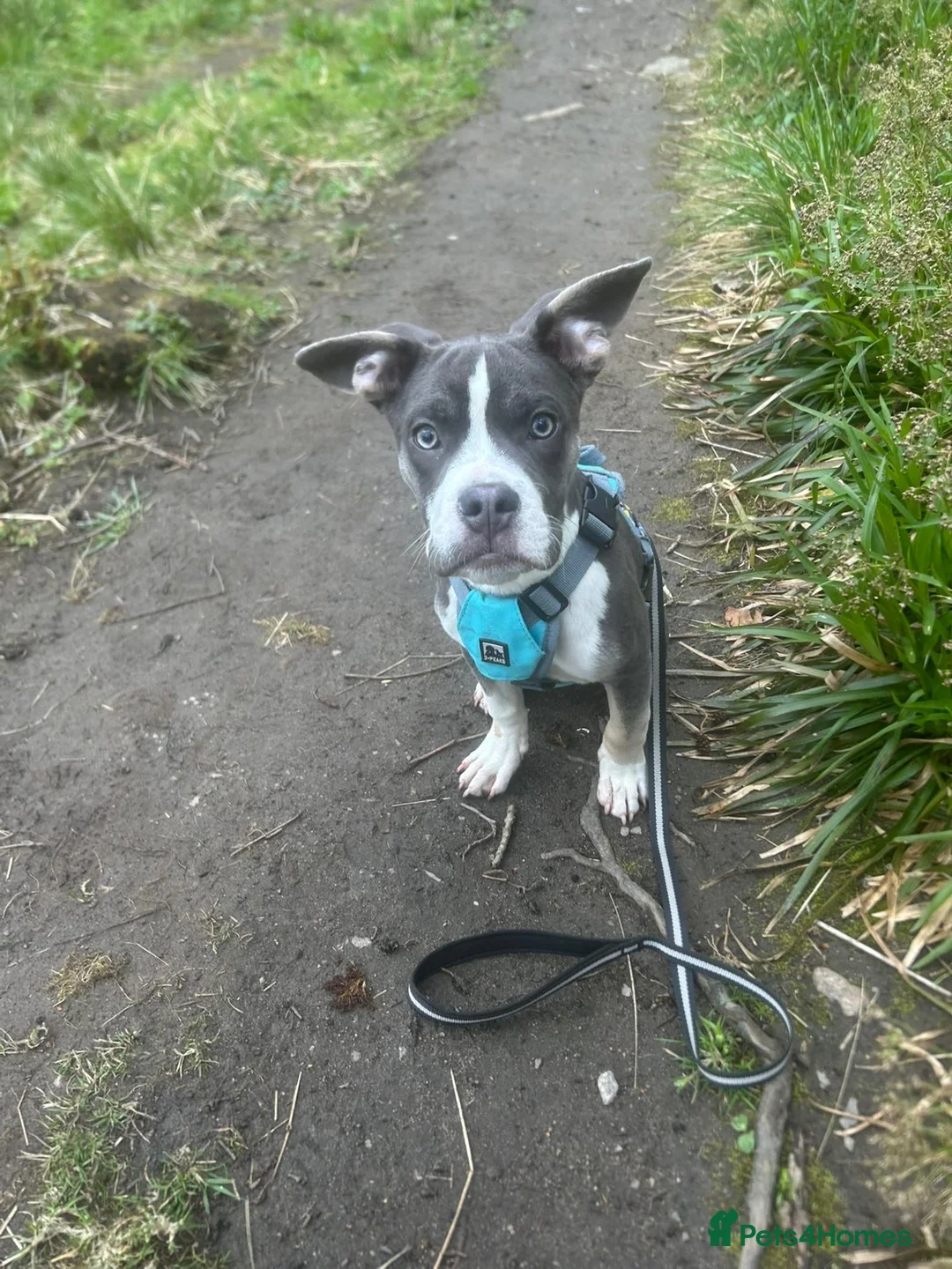 Mixed Breed dogs for sale: Blaze  - Advert 3
