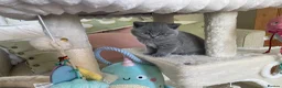 British Shorthair cats for sale: Chunky GCCF British shorthair  - Advert 6