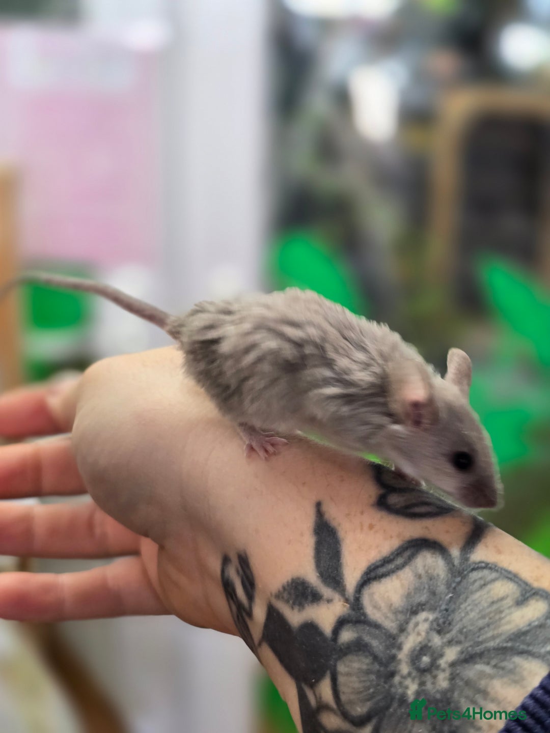 Mouse rodents for sale: Baby female mice available  - Advert 8