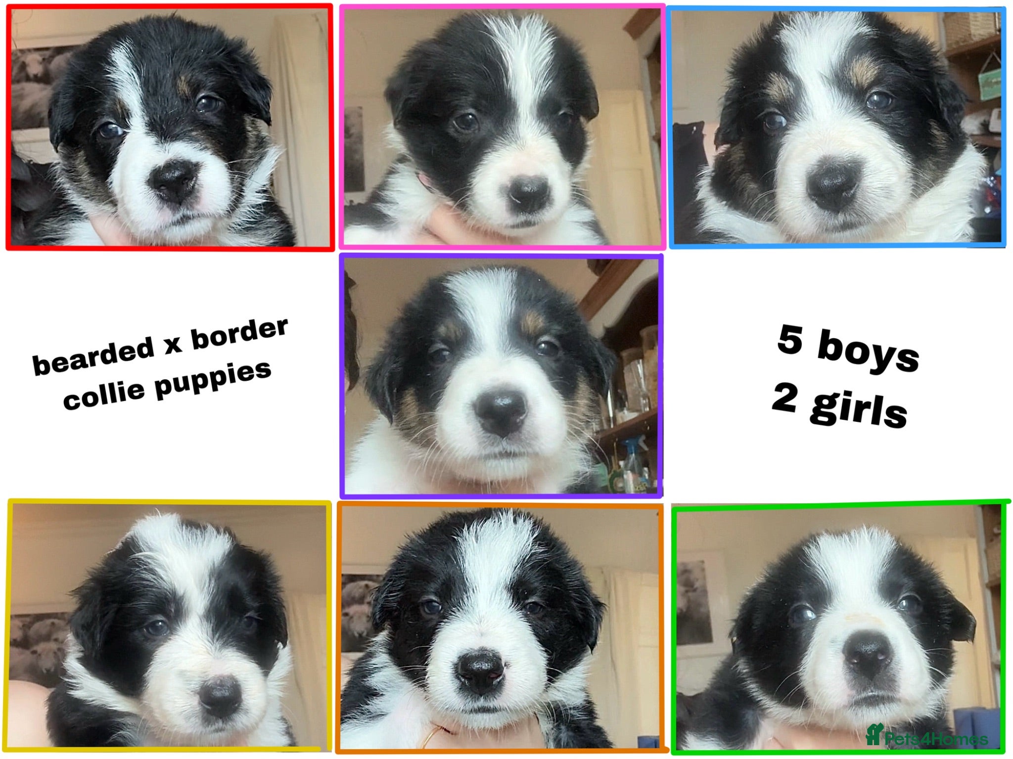 Mixed Breed dogs Bearded Collie x Border Collie Puppies - Advert 1