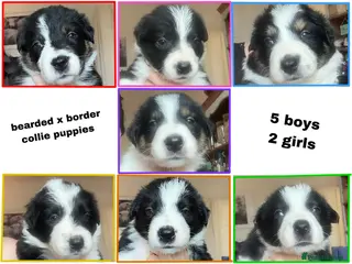 Mixed Breed dogs Bearded Collie x Border Collie Puppies - Advert 3