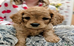 Mixed Breed dogs for sale: 💜💛🧡 PREMIUM CAVAPOOS READY TO GO 💜💛🧡 - Image 14