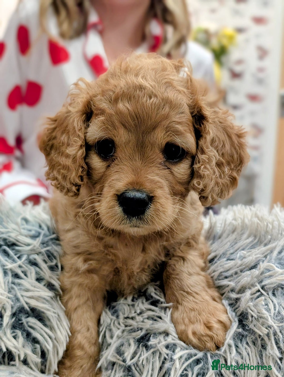 Mixed Breed dogs for sale: 💜💛🧡 PREMIUM CAVAPOOS READY TO GO 💜💛🧡 - Image 14